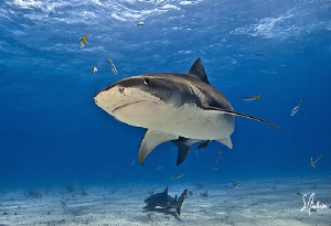 A beautiful day always at Tiger Beach as the Tiger Sharks... by Steven Anderson 
